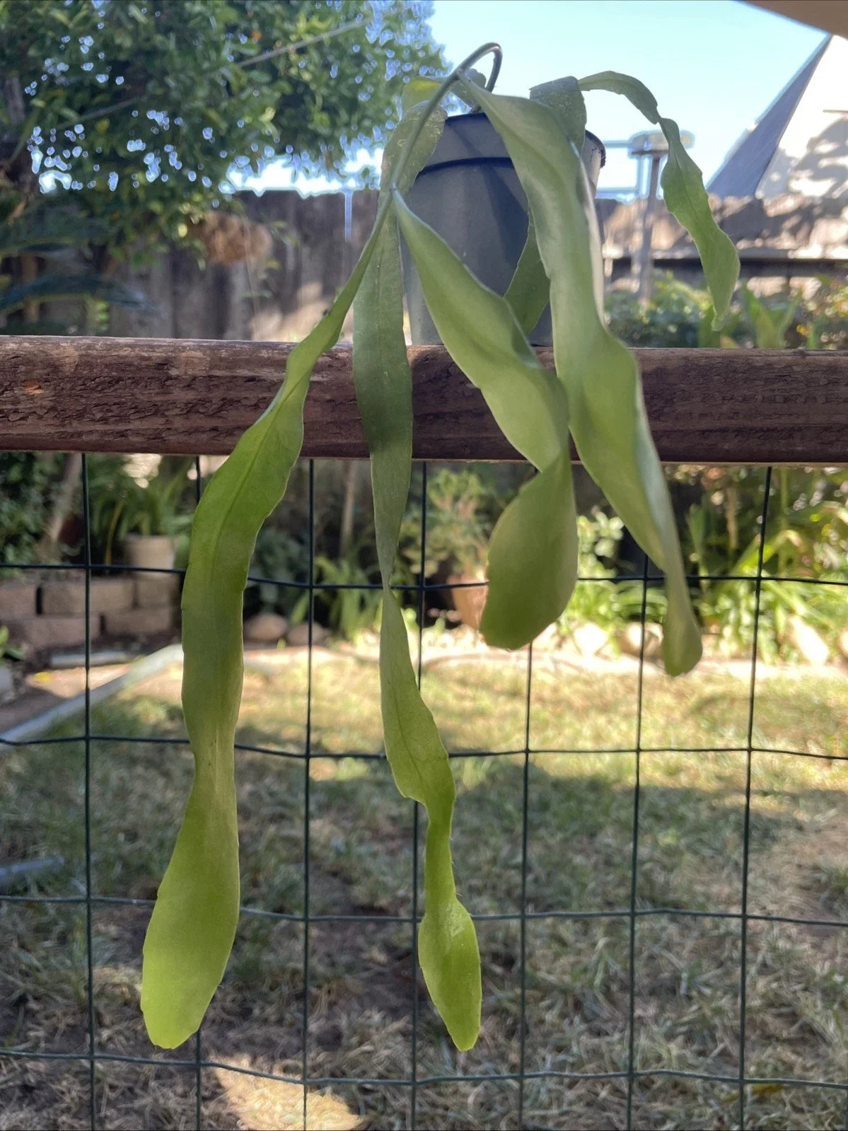 Epiphyllum Orchid Cactus Plant 4” Pot “George’s Favorite” Rooted Tropical Indoor Garden Plant Epiphyllum spp.
