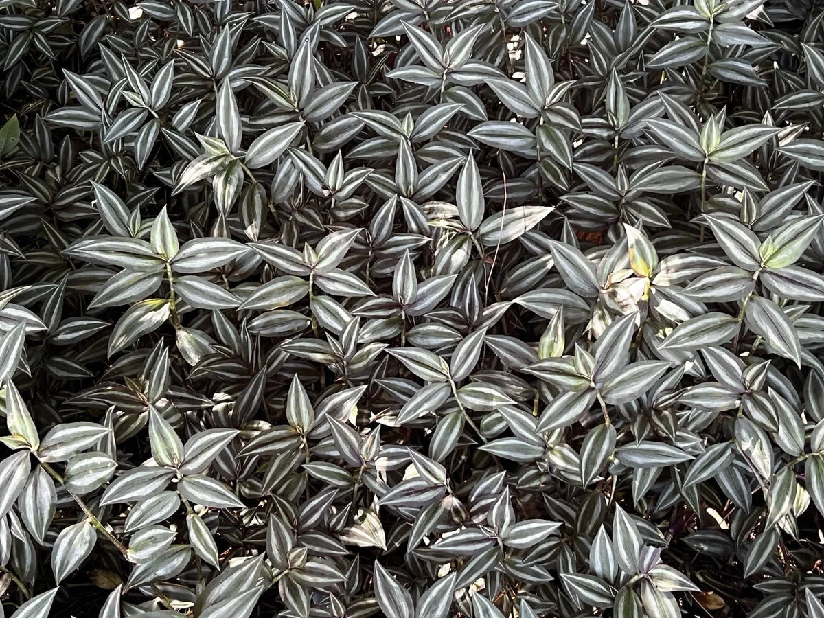 Tradescantia Zebrina Cuttings - 10 Pack Wandering Jew Plant - Easy Care Indoor Plant - Propagation Ready Cuttings