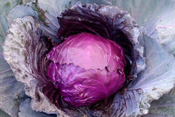 Red Acre Cabbage Seeds - Organic Non-GMO Seeds for Planting - Brassica oleracea var. capitata - 200 Count