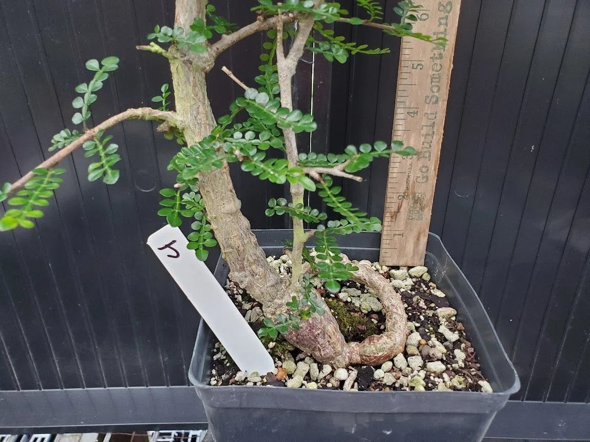 Operculicarya decaryi Tree - 4.5 Yr Old Gnarly Caudex - Madagascar Elephant Tree - Unique Indoor Outdoor Succulent Plant
