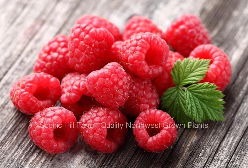 Caroline Raspberry Plants - 2 Year Old Bare Root Canes - Sweet Red Berries - Rubus idaeus 'Caroline'