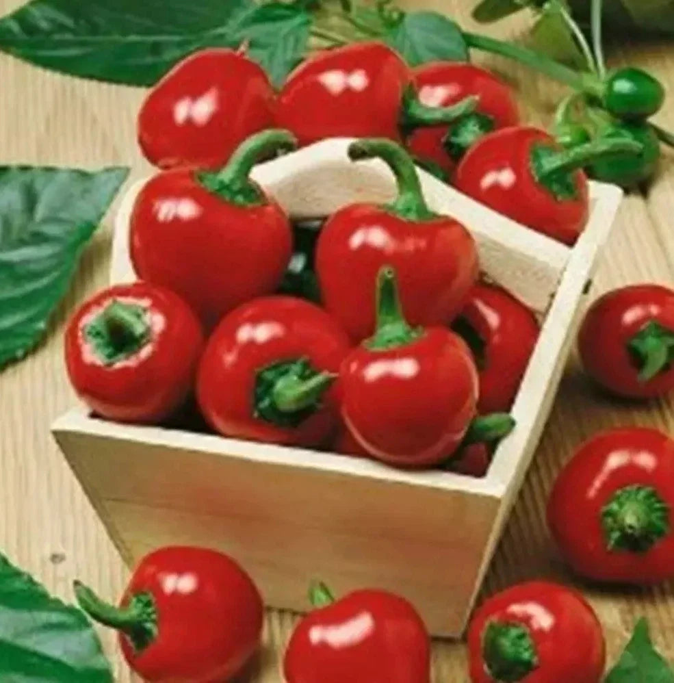 Large Red Cherry Hot Pepper Seeds - 100+ Seeds, Capsicum annuum, 3000-5000 Scoville, Non-GMO, Ideal for Salsa and Sauces
