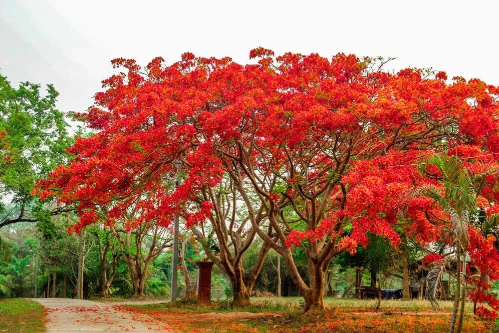 20 Seeds Royal Poinciana Flamboyant Flame Tree Delonix regia - Tropical Ornamental Plant Seeds for Vibrant Gardens