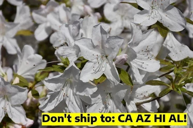 Gerbing Azalea Shrub 1 Gal Pot Pink Flowering Rhododendron x 'Gerbing' Outdoor Garden Plant