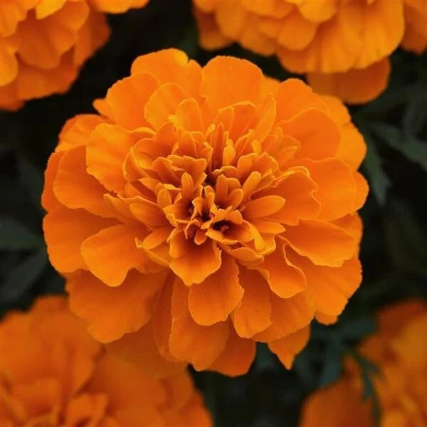 Marigold Seeds 25 Pack Orange Heirloom Edible Flowers Tagetes erecta for Garden and Medicinal Use