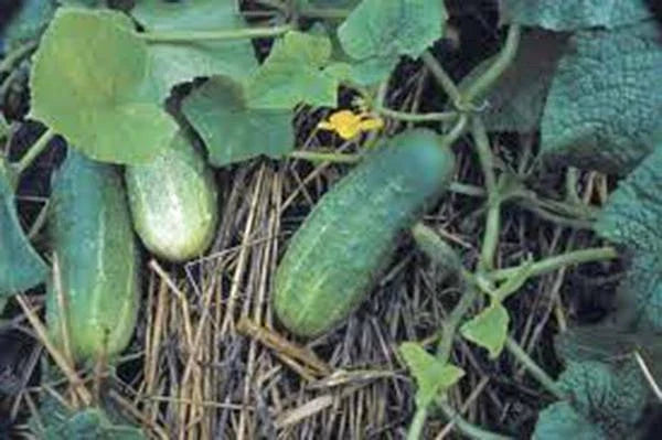 Pickling Cucumber Seeds, 100 Non-GMO Heirloom Seeds, Cucumis sativus, Ideal for Home Pickling and Canning