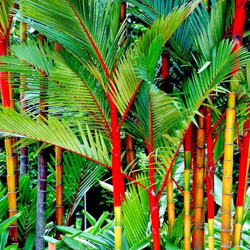 10 Red Sealing Wax Palm Tree Seeds - Cyrtostachys renda - Tropical Indoor House Plant Seeds for Gardens