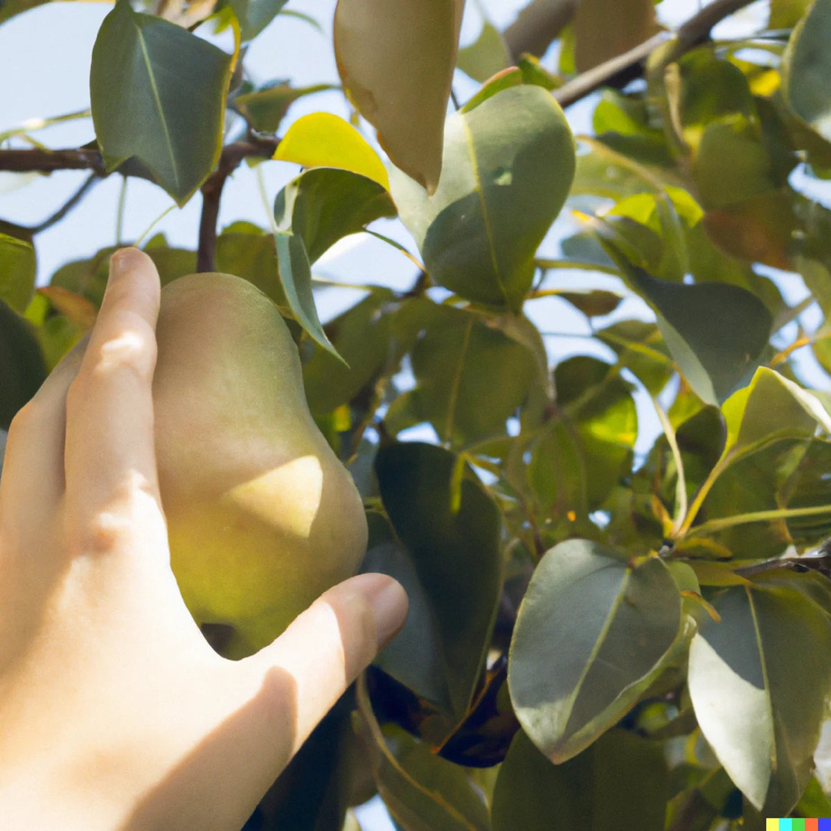 Bartlett Pear Tree Seeds - 10 Pack - Sweet Edible Fruits - Pyrus communis - Perfect for Home Gardens
