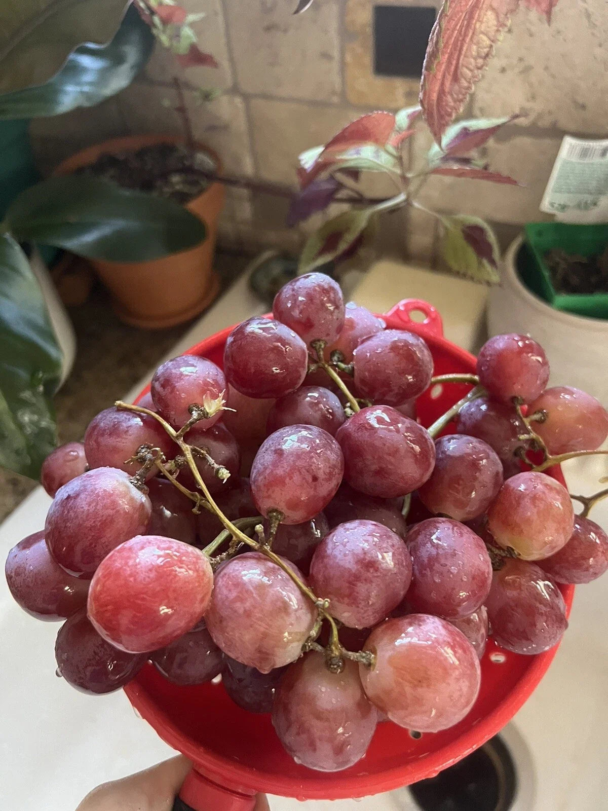 Giant Red Globe Grape Seeds - 10 Pack - Vitis Vinifera - Sweet Table Dessert Fruit Vine for Home Garden