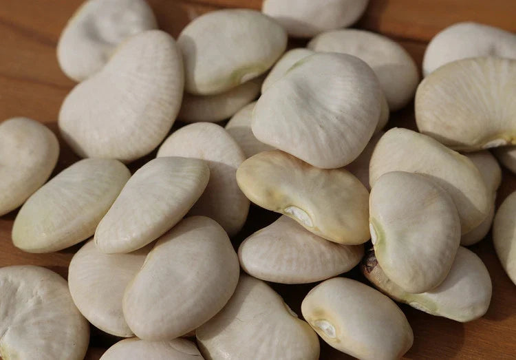 Lima Bean Seeds - Burpee Improved Variety - Phaseolus lunatus - Non-GMO, High Germination for Home Gardens