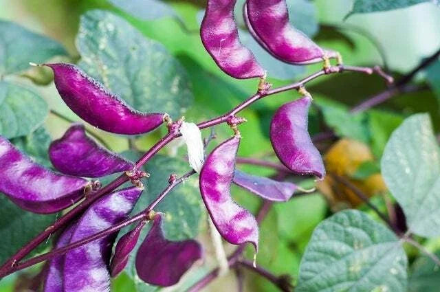 Purple Hyacinth Bean Seeds - 10 Red-Leaved Vine Seeds - Lablab purpureus - Fast-Growing Ornamental Plant for Gardens