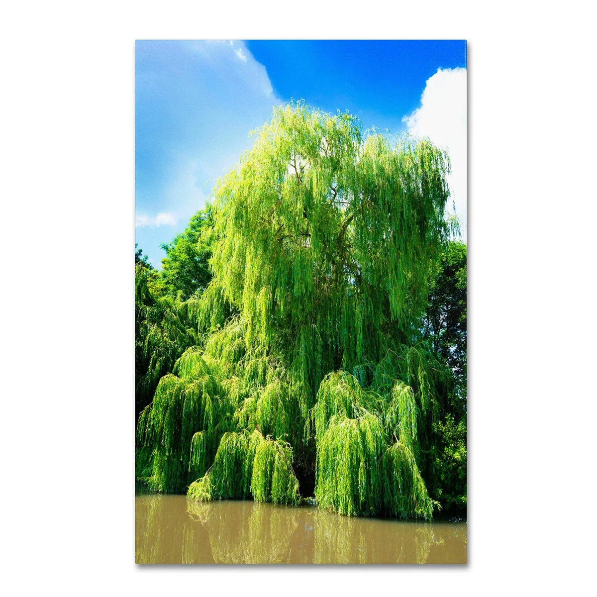 Weeping Willow Cuttings - 4 Bright Green Cuttings for Planting - Salix babylonica - Fast-Growing Trees for Landscapes