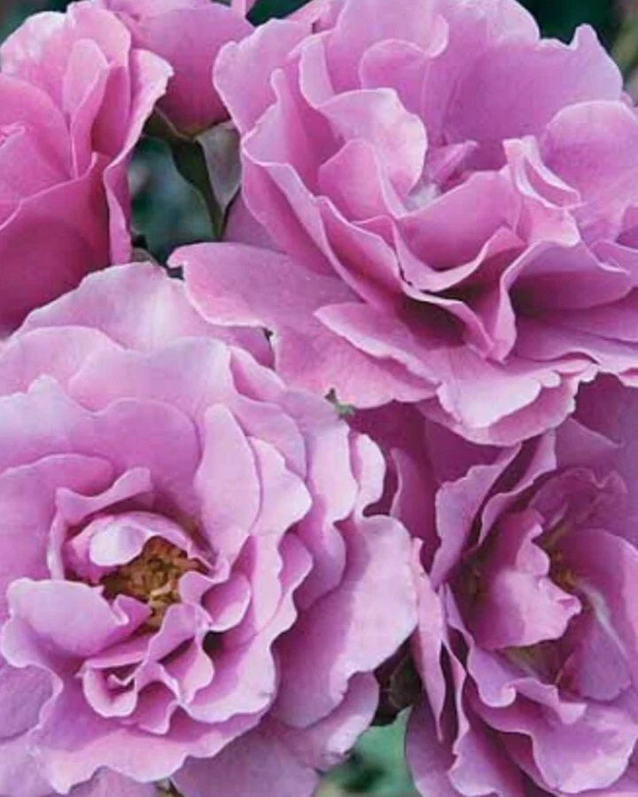 Angel Face Rose Cuttings - 5 Unrooted Cuttings - Rosa 'Angel Face' - Fragrant Lavender-Peach Blooms for Gardening