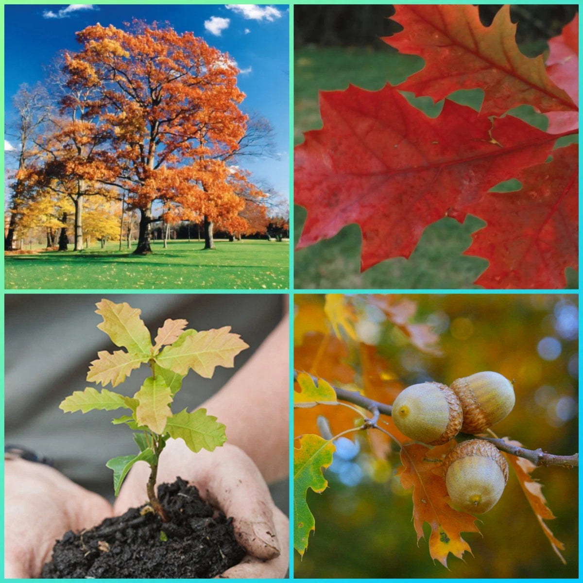 Northern Red Oak Seedlings - 2 Healthy Saplings - Quercus rubra - Fast-Growing, Vibrant Fall Foliage