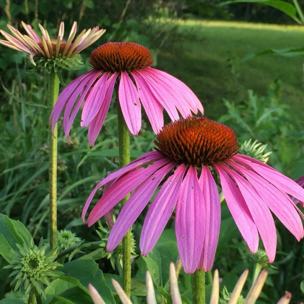 Purple Coneflower Starter Live Plant - Echinacea Magnus - Perennial - Attracts Pollinators - Low Maintenance - 4+ Inches