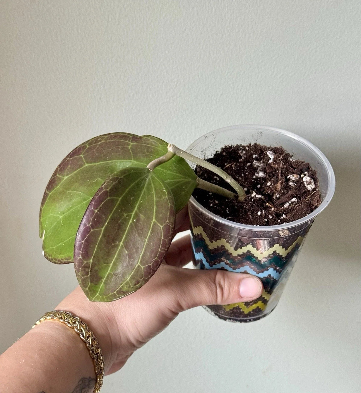 Hoya Cutting - Rooted 4-Inch Sunstressed Cutting - Hoya Quinquenervia - Perfect Houseplant for Beginners