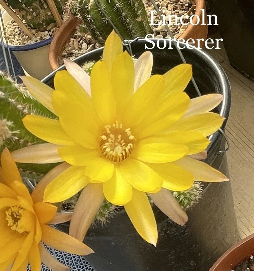 Rooted Chamaecereus Peanut Cactus Plant, Lincoln Sorcerer Variety, Chamaecereus silvestrii, Vibrant Orange & Yellow Blooms, 4-Inch Pot