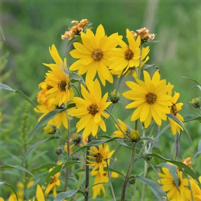Maximilian Sunflower Seeds 500 Count Non-GMO - Helianthus maximiliani, Eco-Friendly Garden Seeds for Pollinators