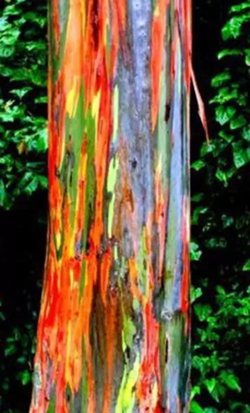 Rainbow Eucalyptus Seeds, 25+ Colorful Bark Seeds, Eucalyptus deglupta, Tropical Garden Planting