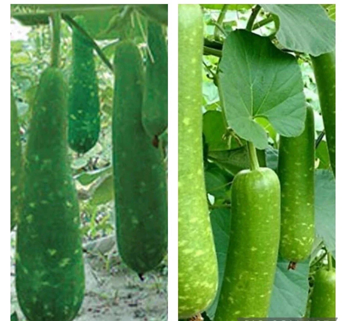 Long Mottled Green Gourd Seeds - 15 Heirloom Non-GMO Seeds - Cucurbita pepo - Ideal for Decor & Cooking