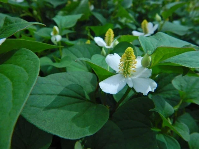 Chameleon Plant Lot of 10 Seedlings - Houttuynia Cordata Fish Mint Asian Herb - Edible Ground Cover for Garden and Containers