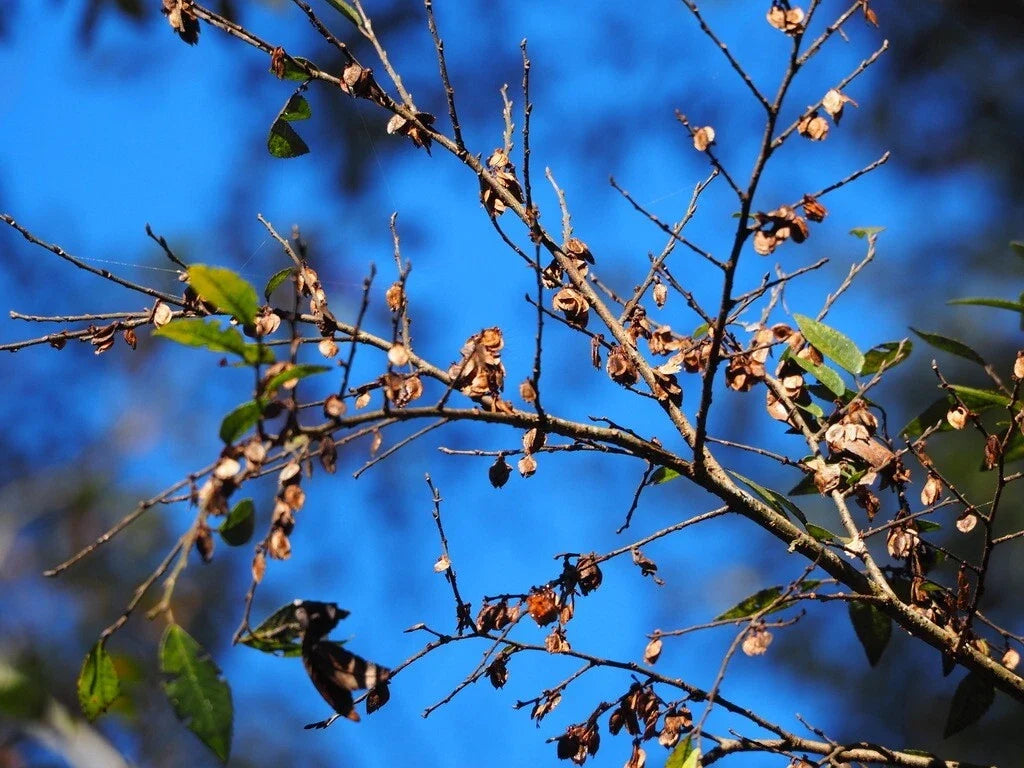 Chinese Elm Tree Seeds - 10 Count - Ulmus parvifolia - Ideal for Bonsai and Landscaping