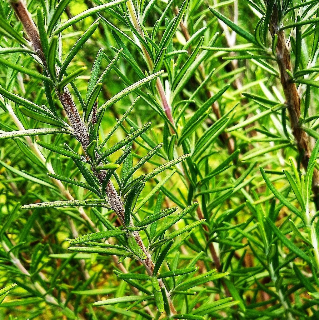 Rosemary Seeds Packet - Blue Tuscan Variety - Culinary Herb - Salvia rosmarinus - Perennial Herb Garden Planting