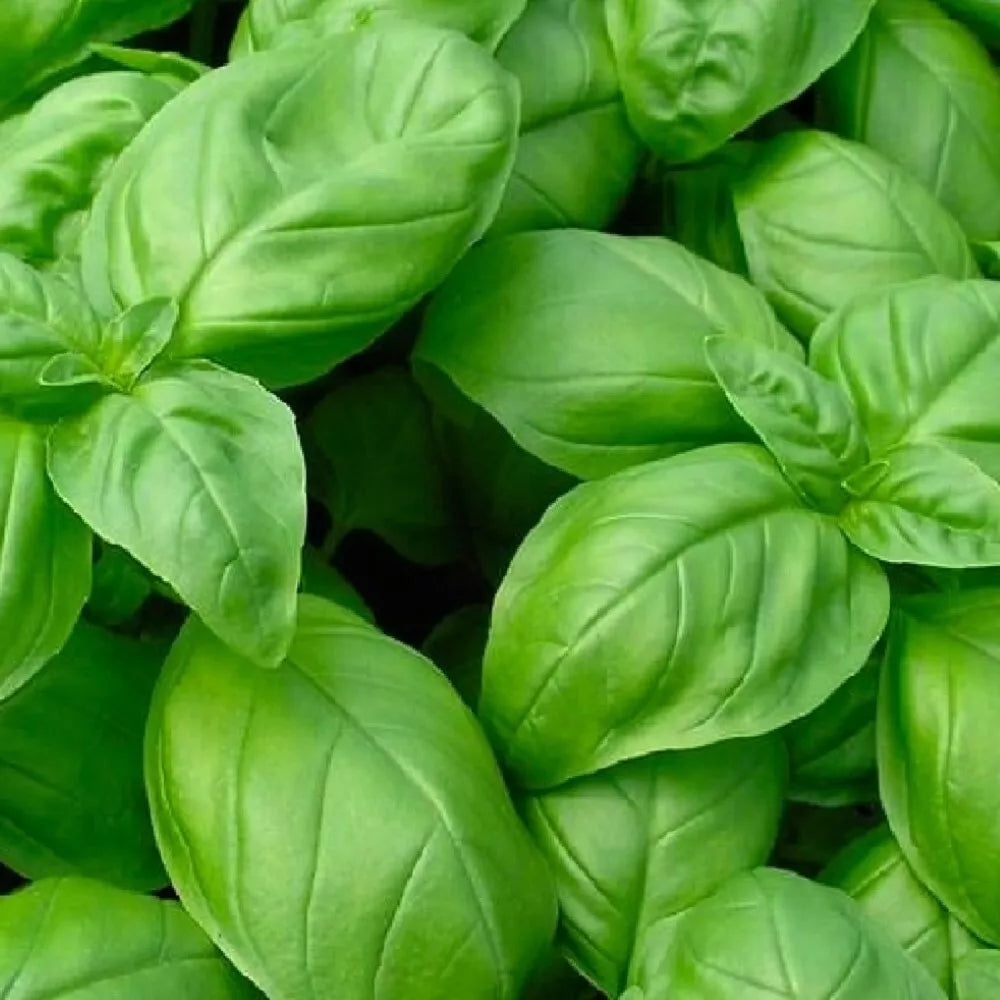 Genovese Basil Seeds | NON-GMO Heirloom Culinary Herb | Ocimum basilicum | Fresh Organic Gardening Seeds