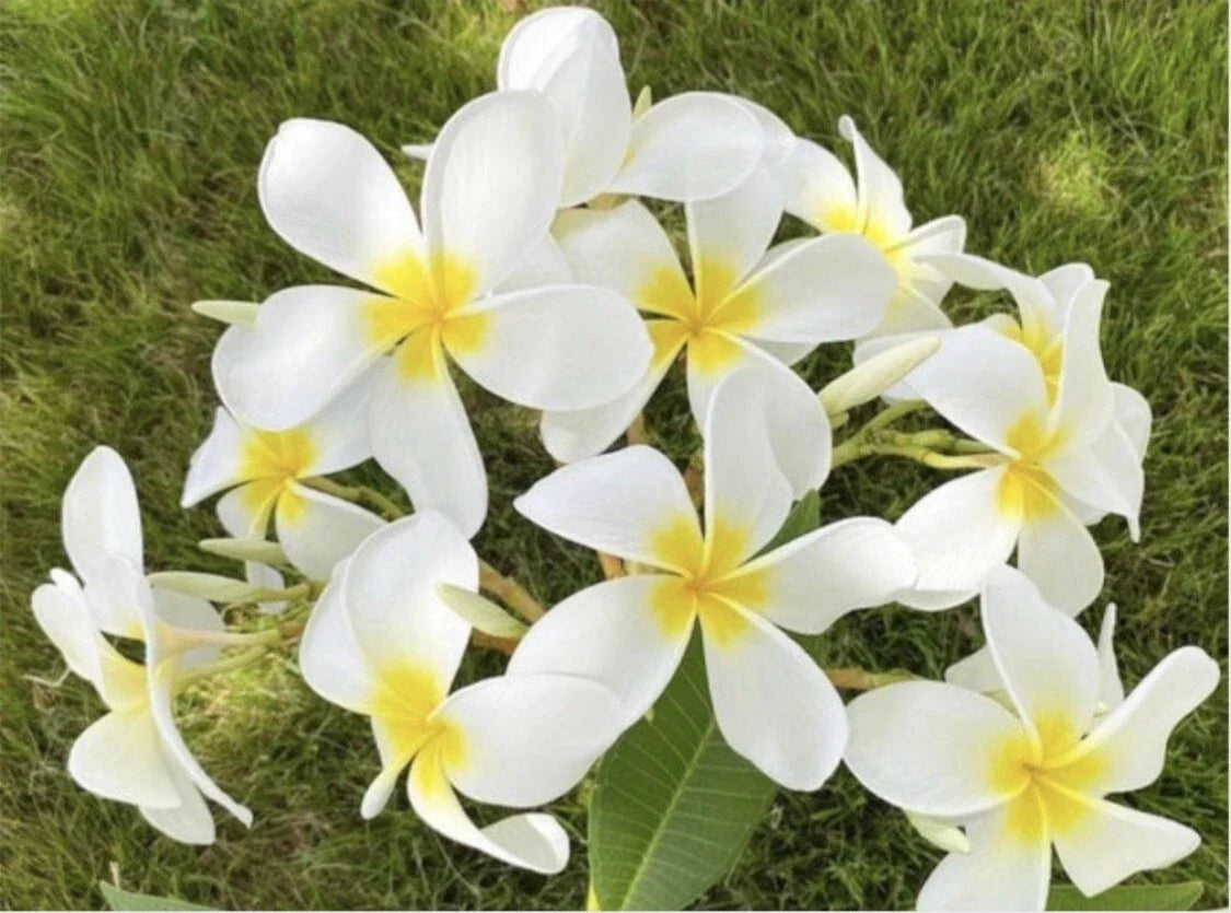 Rooted Plumeria Cutting - 21" Cloud 9 Variety - Frangipani (Plumeria rubra) - Large Pink & Yellow Flowers