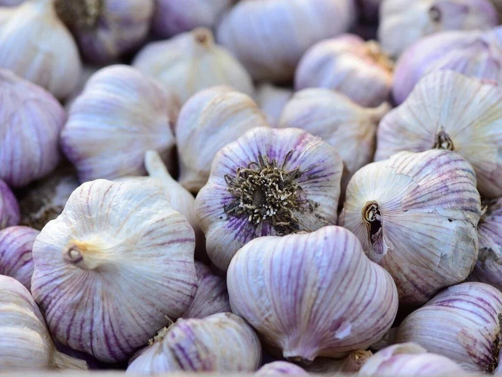 Siberian Garlic Whole Bulbs - Allium sativum - Organic, Non-GMO, Robust Flavor for Cooking & Planting