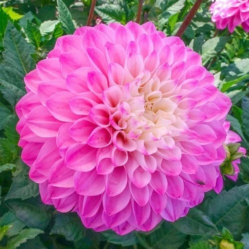 25 Princess Gracias Dahlia Seeds | Perennial Flower Seeds | Vibrant Blooms | Dahlia pinnata