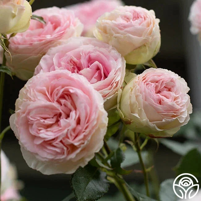 Eden Pink Climber Live Rose Cuttings 5-8" Unrooted Fresh 3 Stems Rosa 'Eden' - Vibrant Pink Climbing Rose for Garden Propagation