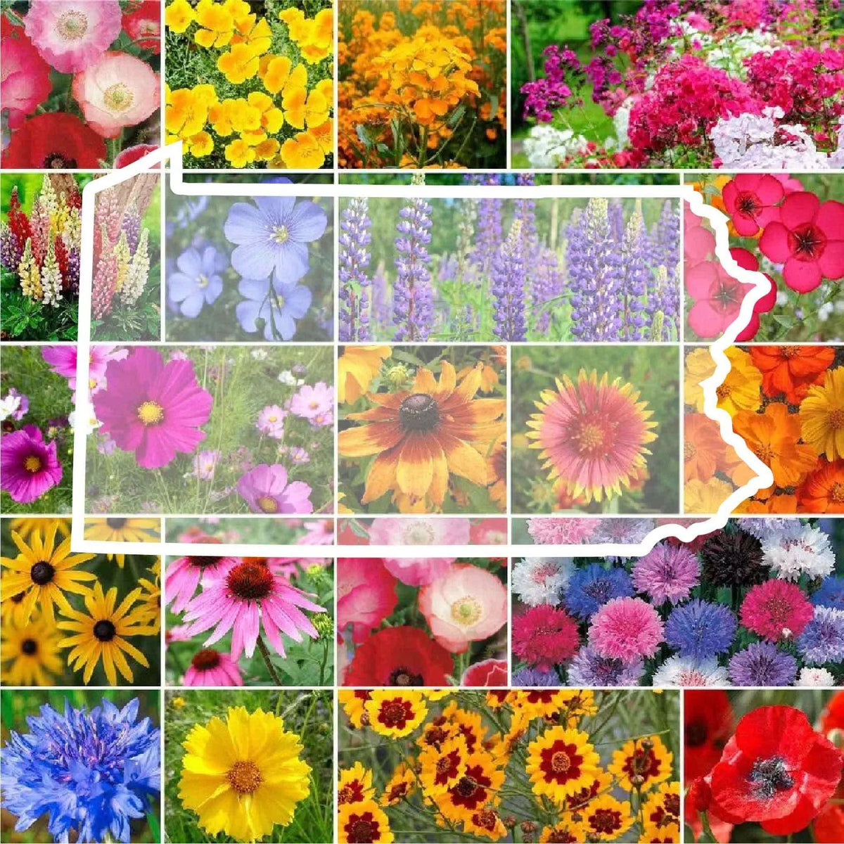 Wildflower Seed Mix - 1000 Non-GMO Seeds - Native Perennials & Annuals for Pollinator Gardens - Various
