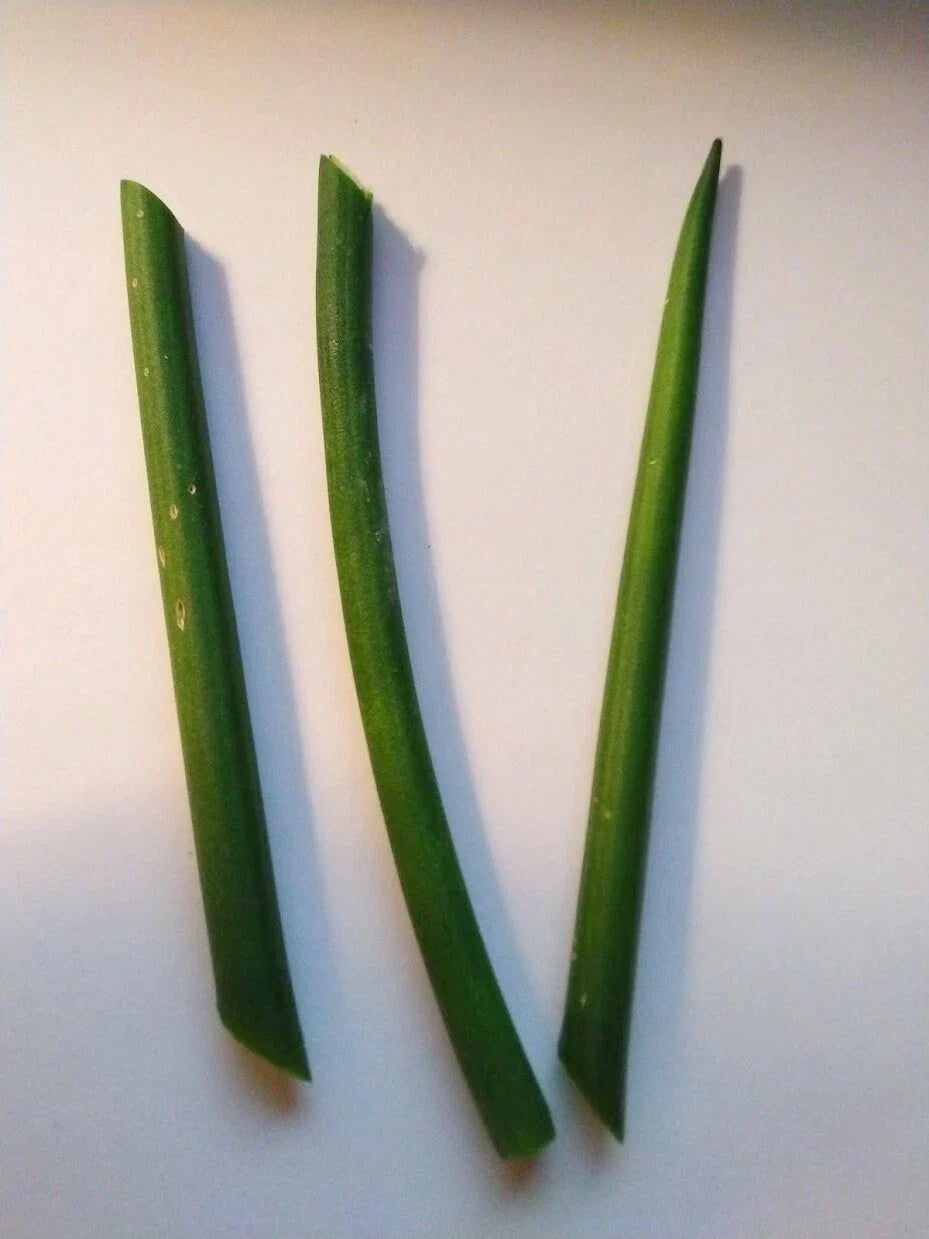 Fernwood Snake Plant Cuttings - 3 Unrooted Clippings - Sansevieria trifasciata for Indoor Gardening & Home Decor