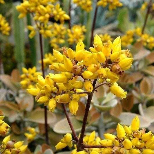 Kalanchoe 'Copper Spoons' 4" Bare Root Succulent with Bronze Velvet Leaves, Kalanchoe tomentosa, Drought-Resistant Plant