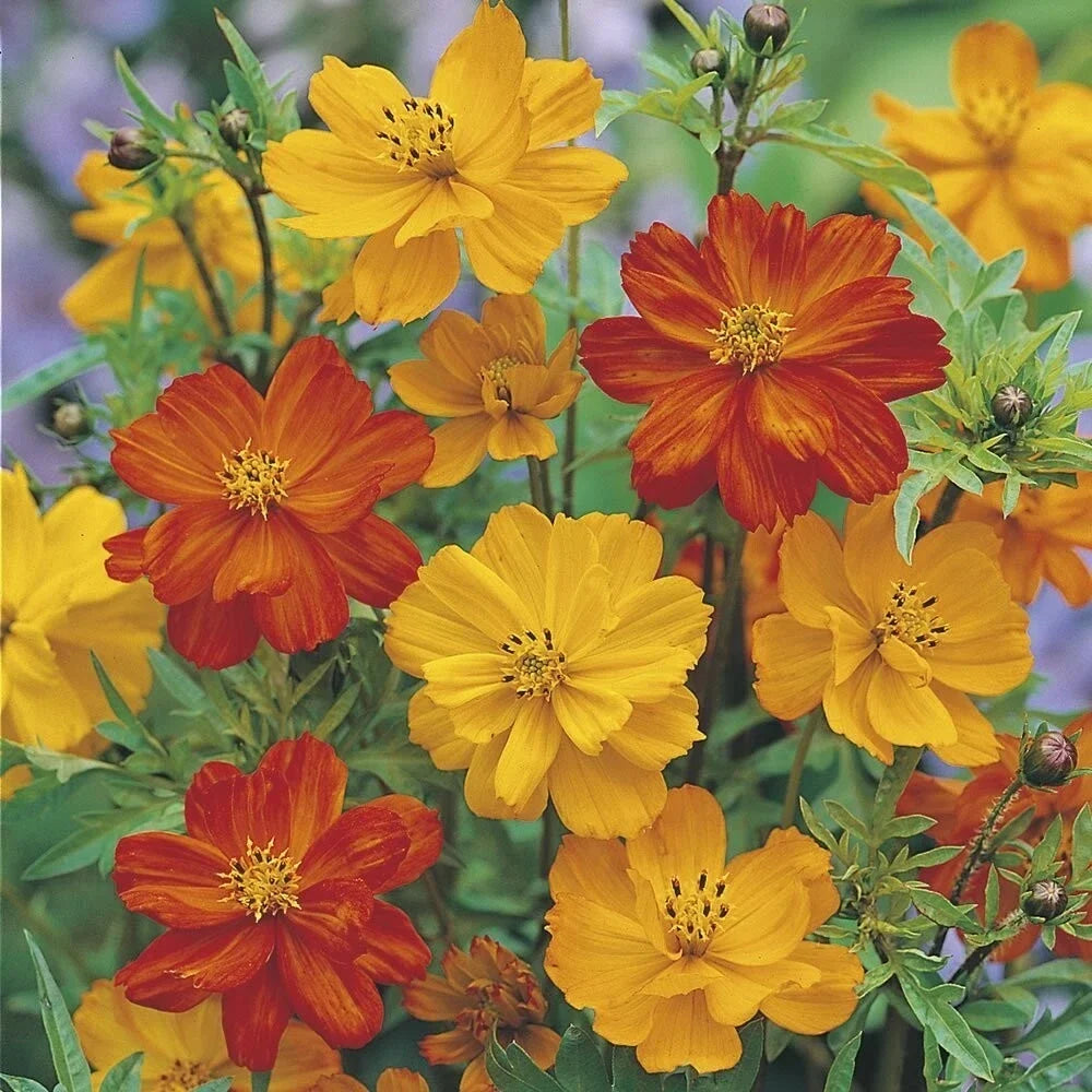 Ladybird Cosmos Seeds - 200+ Pack - Colorful Flower Seeds for Garden - Cosmos bipinnatus - Attracts Pollinators