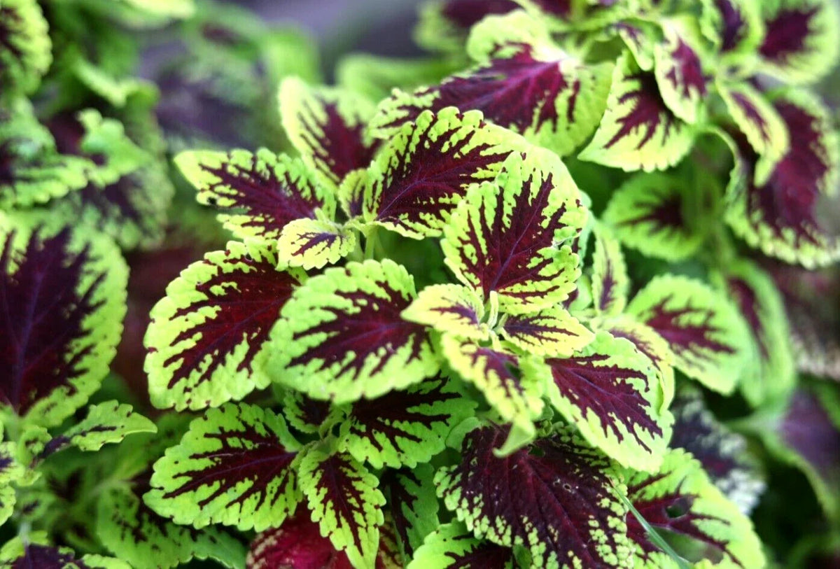 Coleus Cuttings - 10 Variegated Tropical Plants - Easy Rooting for Partial Shade - Plectranthus scutellarioides