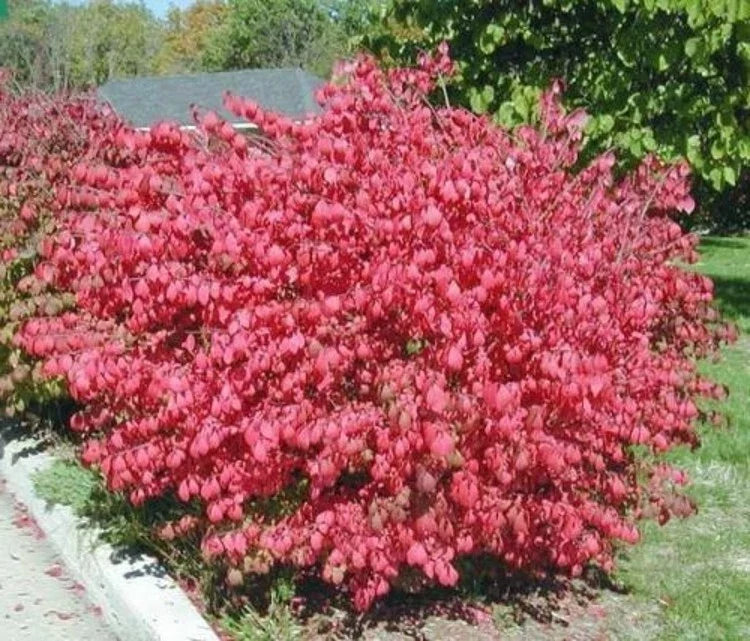 Dwarf Burning Bush Shrub - Bare Root Plant with Green Foliage - Euonymus Alatus - Hardy Garden Shrub for Borders & Hedges