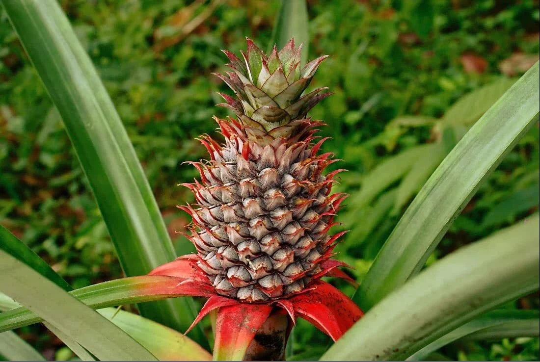 Wild Pineapple Seeds - 10 Pack - Bromelia Pinguin - Rare Tropical Fruit for Garden - Exotic Plant Seeds