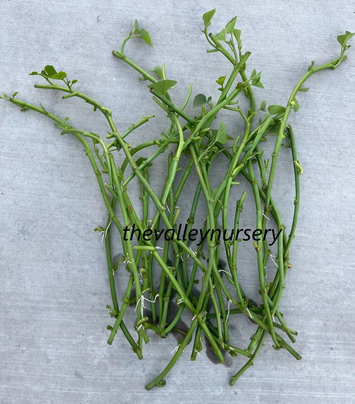 Sweet Potato Slips - 10 Rooted Vines - Ipomoea batatas - Fresh Cutting for Home Gardening