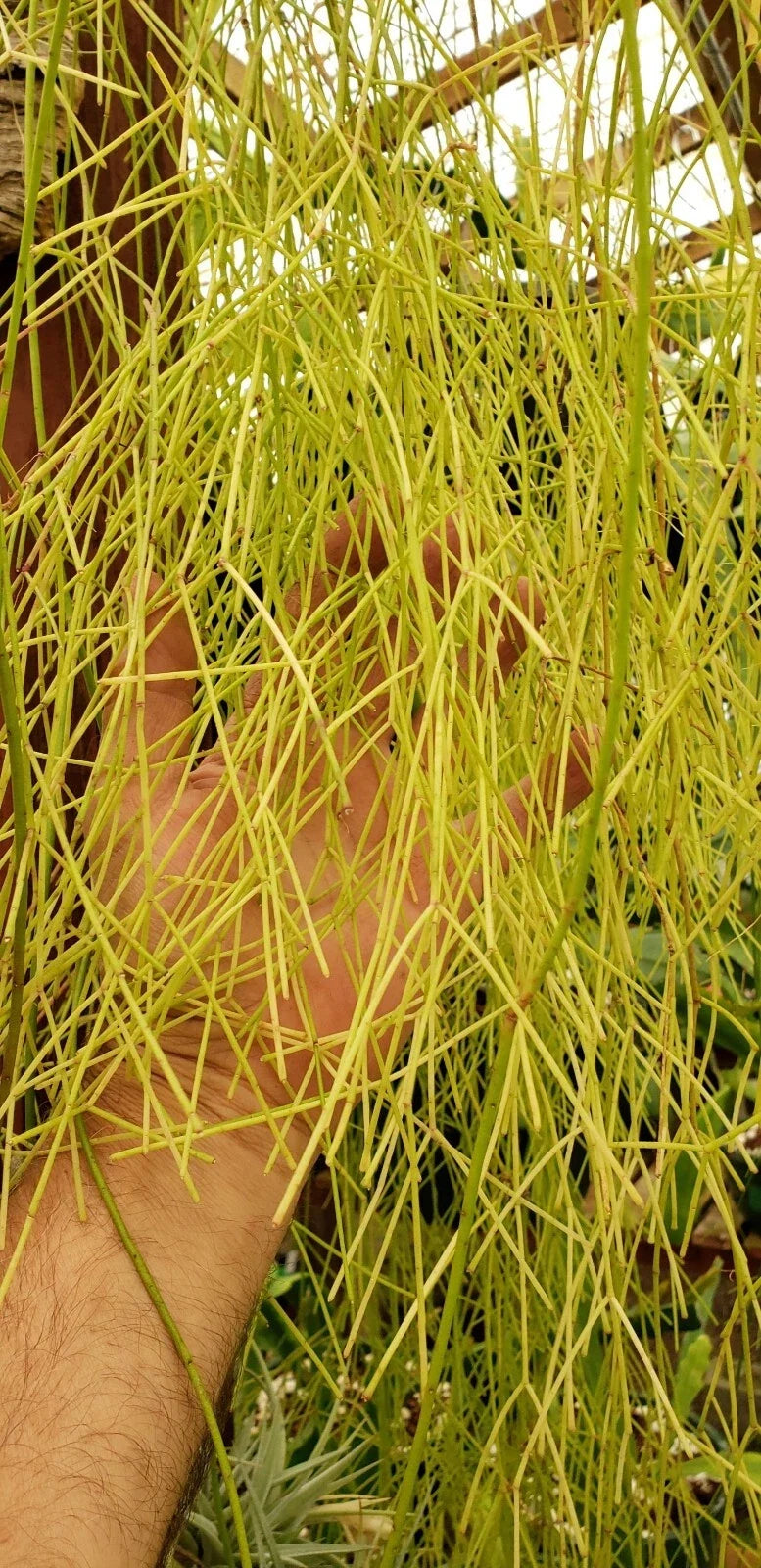 Unrooted Cuttings - Rhipsalis burchellii - Mistletoe Cactus - Rare Jungle Cactus - Unique Indoor Plant