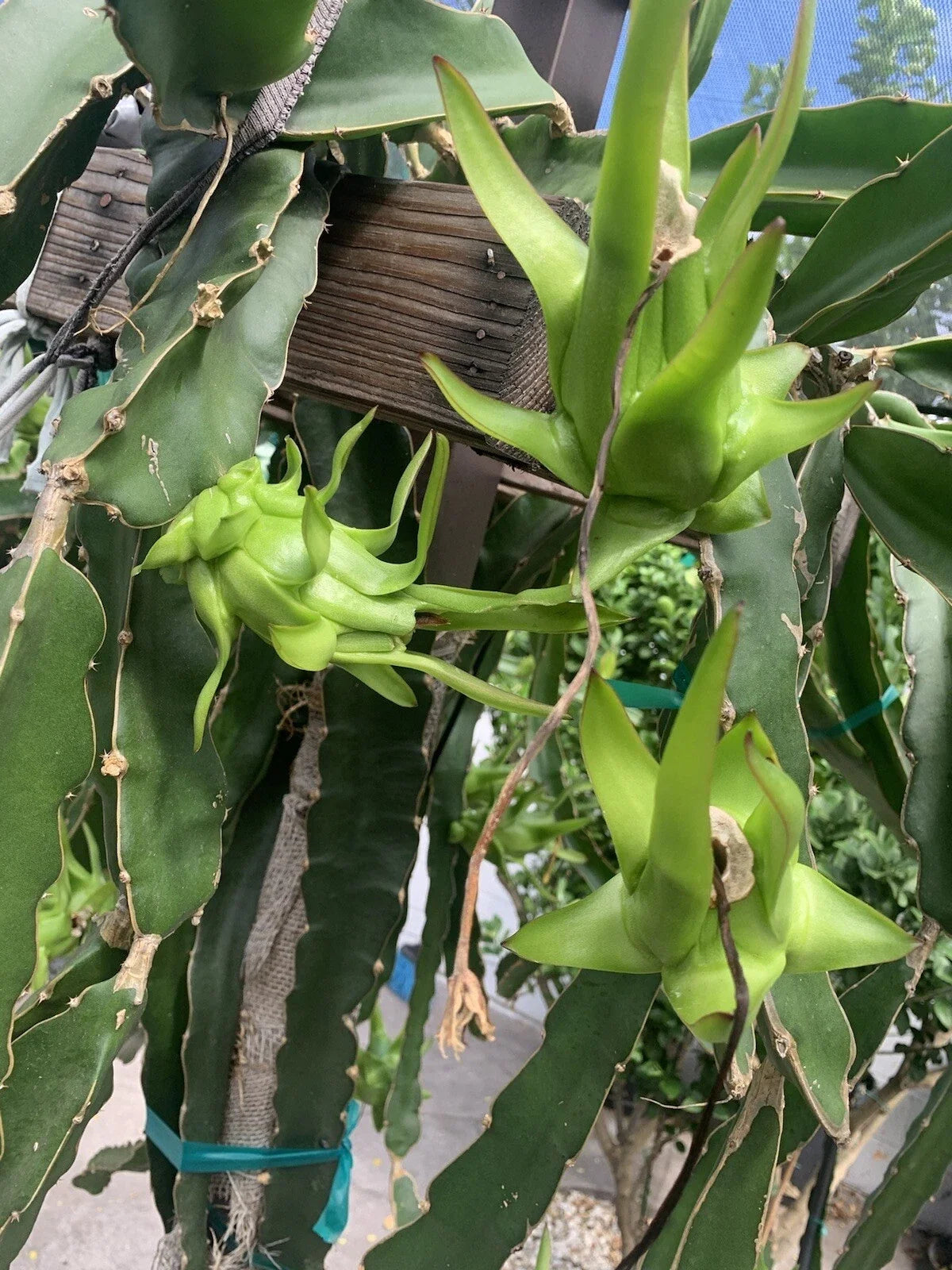 Dragon Fruit Cuttings - 10 Rare Live Pitaya Cuttings 3-5 Inches - Hylocereus spp. - Perfect for Grafting and Indoor/Outdoor Planting