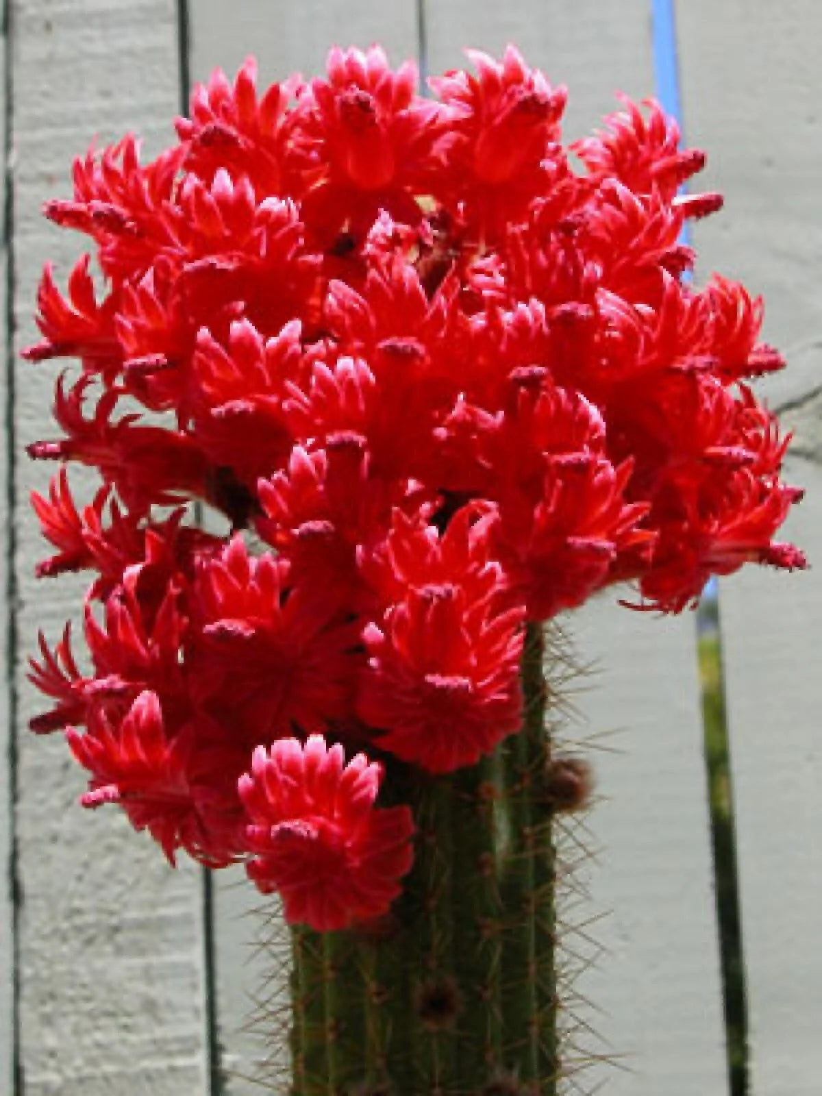 Red Torch Cactus Seeds - 10 Pack - Bolivicereus s. - Ideal for Indoor Gardening, Low Maintenance Houseplant