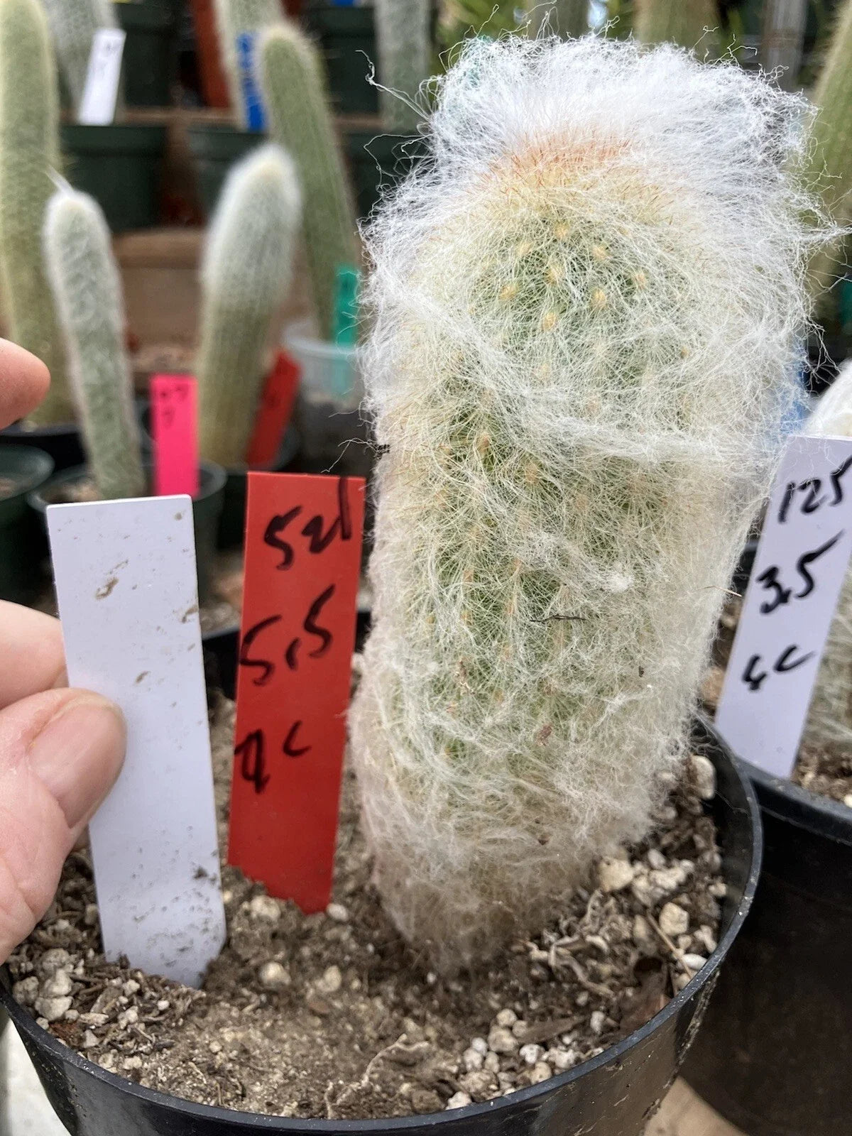 Old Man of the Mountain Cactus 5.5" Espostoa lanata Unique Desert Plant for Collectors, Fluffy White Hairs, Drought-Tolerant