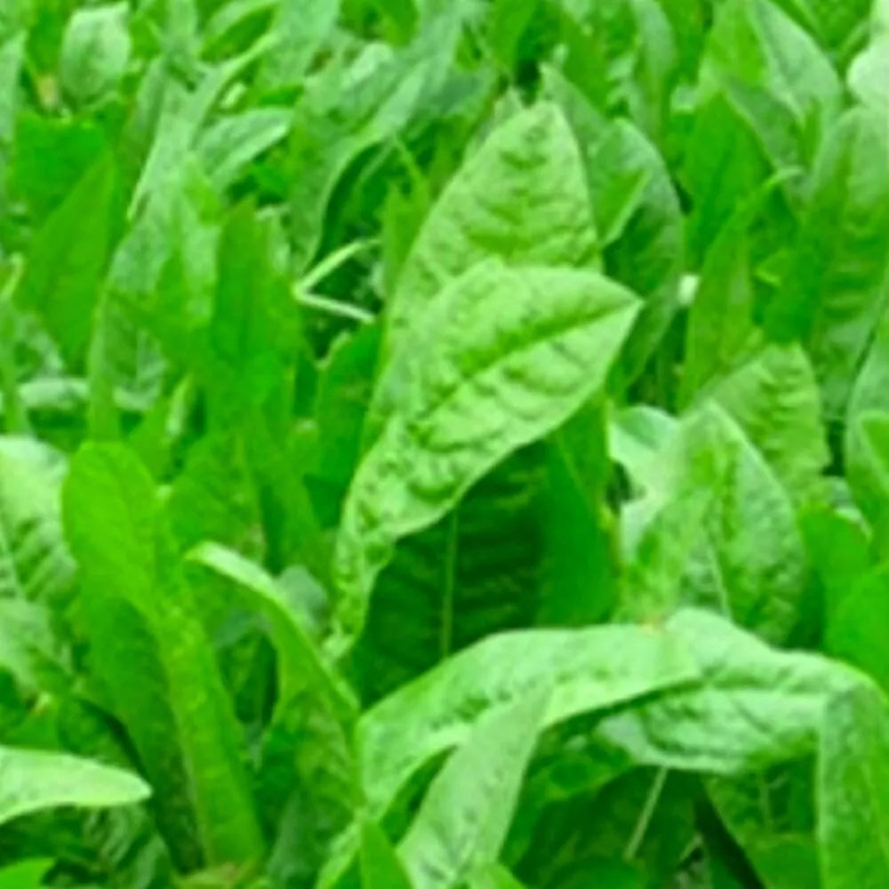 Chicory Seeds | NON-GMO Heirloom Oasis Variety | Cichorium intybus | Fresh Flower Seeds for Garden and Pollinators