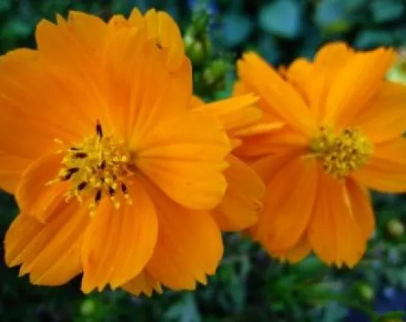 Cosmos Flower Seeds - 30 Fresh Tall Orange Seeds - Cosmos bipinnatus - Non-GMO - Attracts Pollinators - Easy to Grow