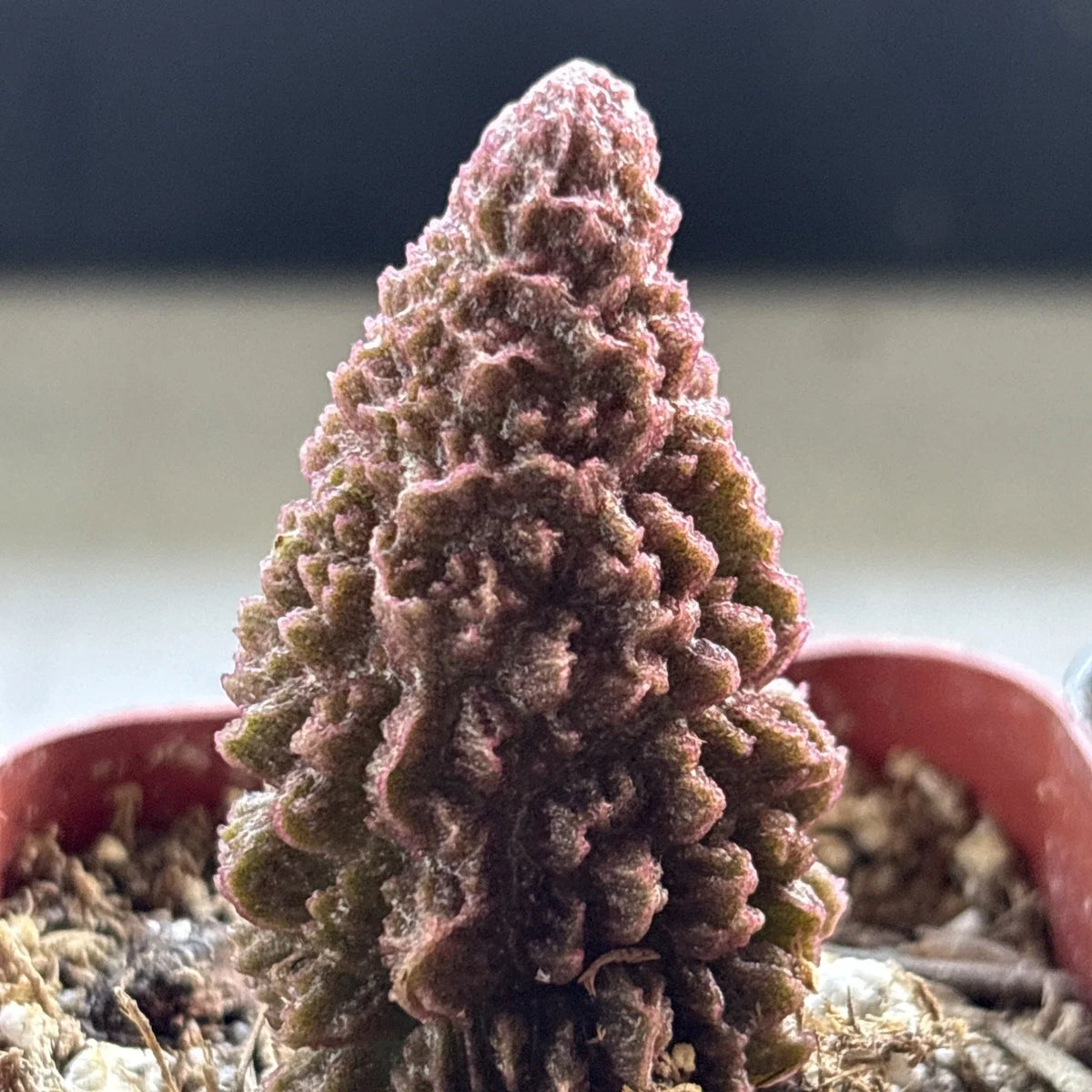 Adromischus marianae f. herrei Succulent Plant - Unique Green Variety - Live Plant for Home Decor - Easy Care Succulent