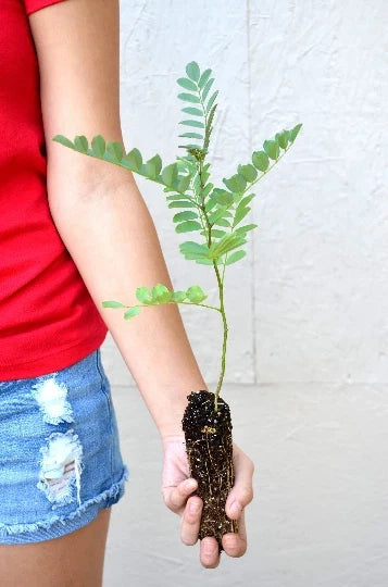Black Locust Tree Sapling - 3 to 7 Inches - Fast-Growing Hardwood - Robinia pseudoacacia - Drought-Tolerant, Erosion Control Tree