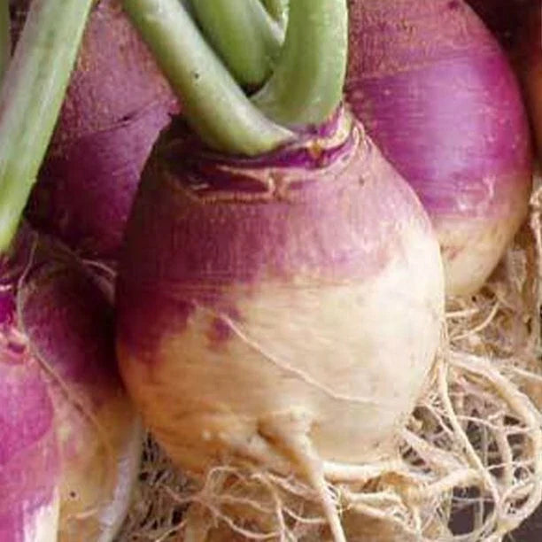 Rutabaga Seeds - 100 Count - American Purple Top - Organic Brassica napus - High Germination for Easy Planting