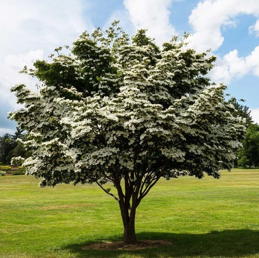 Kousa Dogwood Tree Set of 2 - 12" Tall - White Blooms - Cornus Kousa - Ornamental Trees in 4" Pot for Garden Decor
